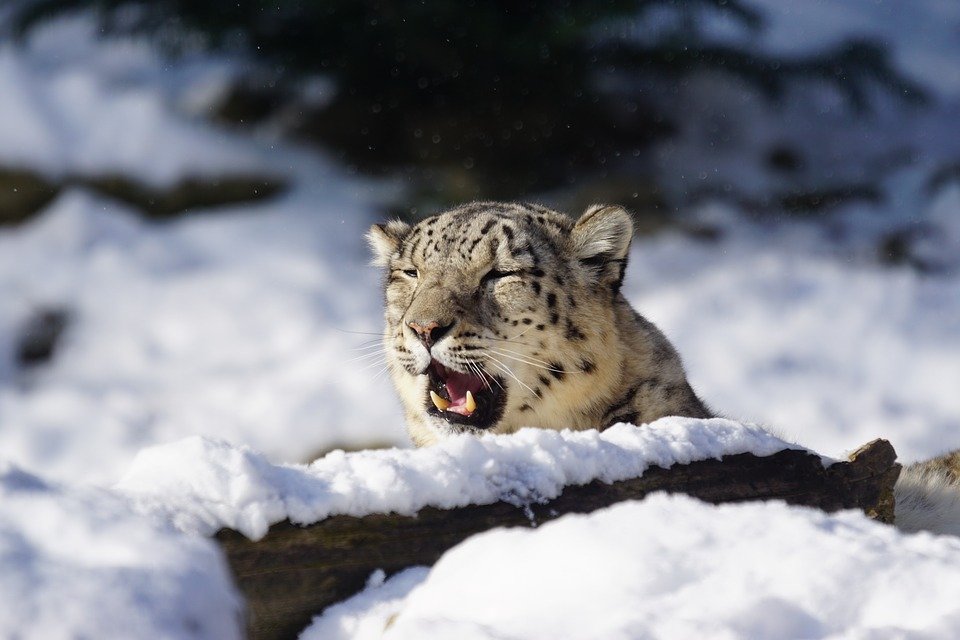 Snow leopard at Hemis National Park by Travel Jaunts