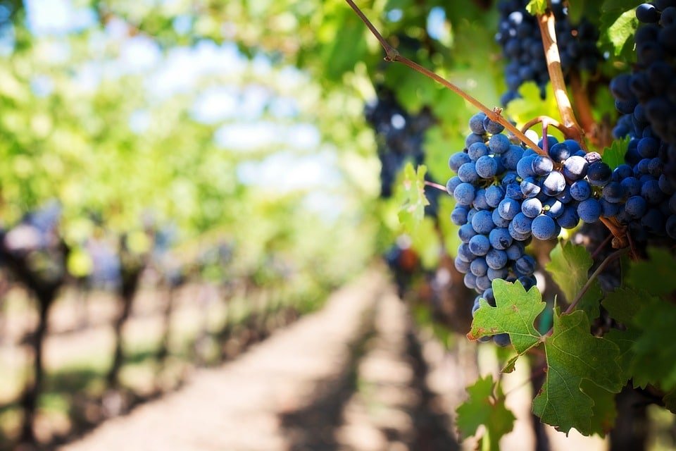 Vineyards in Mendoza Argentina by Travel Jaunts