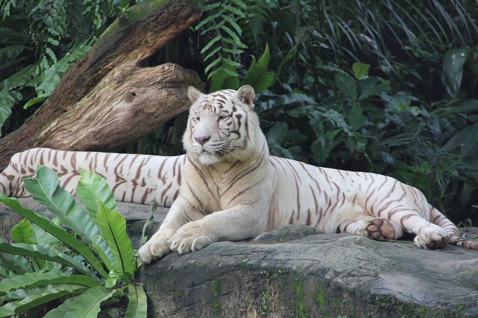 Singapore zoo by Travel Jaunts