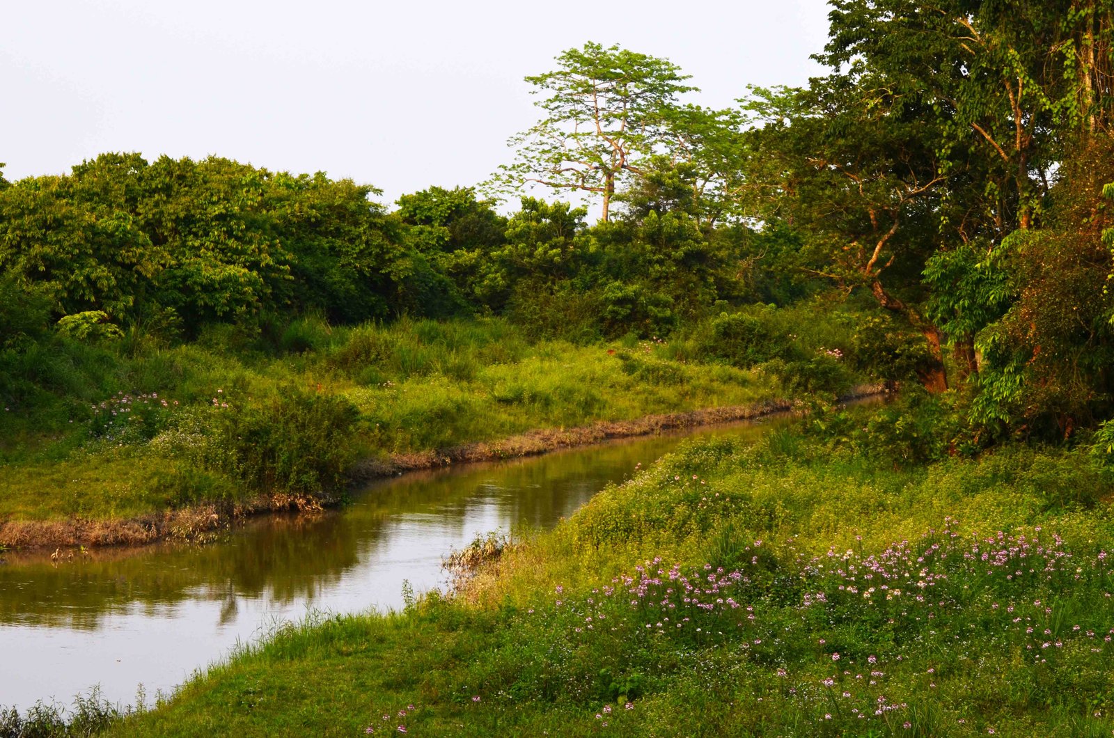 Kaziranga jungle by Travel Jaunts