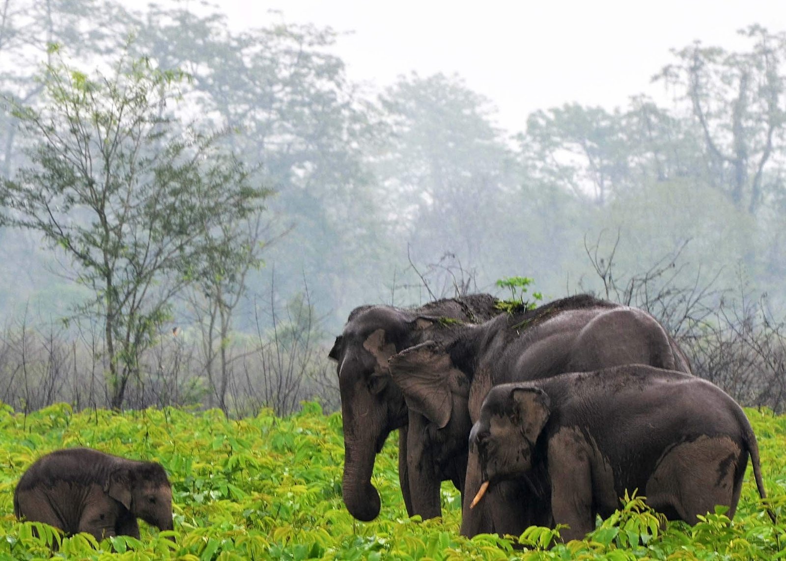 Elephant family by Travel Jaunts