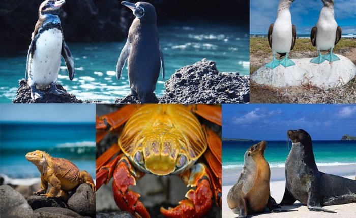 galapagos-island-tours by travel jaunts