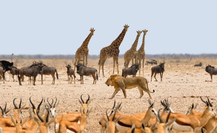 namibia tours by travel jaunts