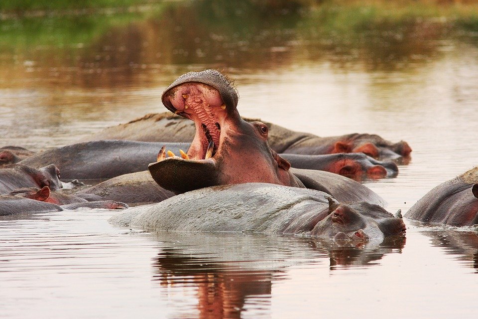 Hippo pool Serengeti