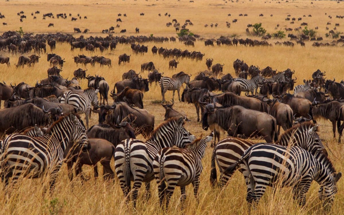 Migration from Serengeti to Masai Mara