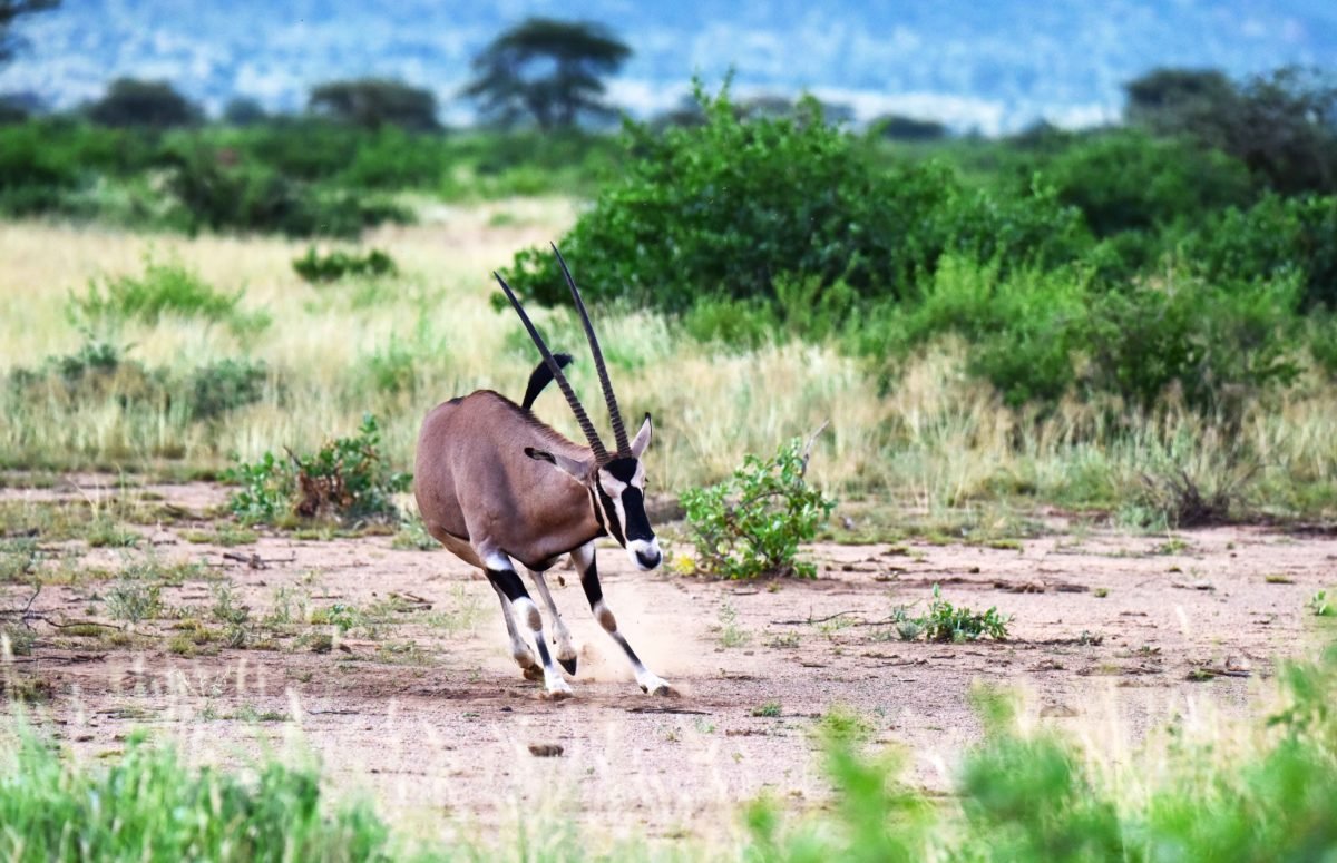 Beisa oryx in Samburu Kenya by Travel Jaunts